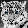 whiteleopard