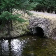 cemaluri