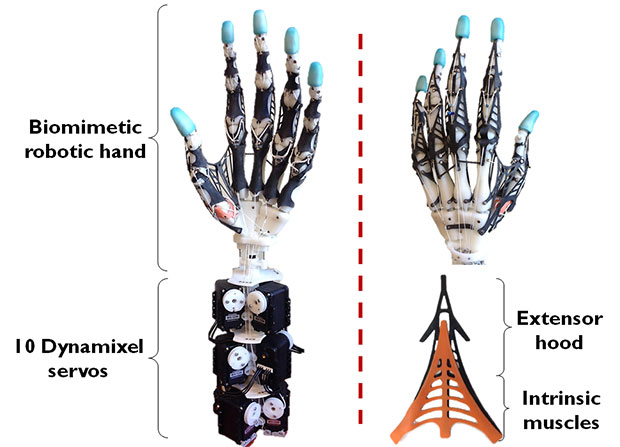 Anotamik robotik el yapısı